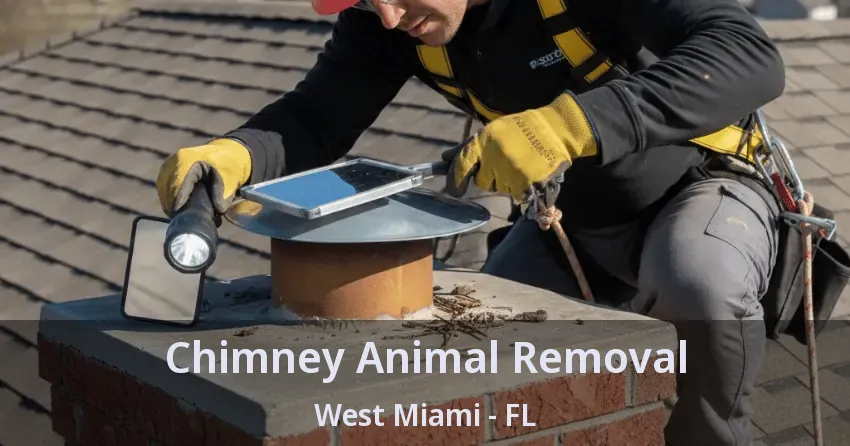 Chimney Animal Removal West Miami - FL